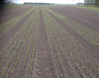 Crop Report, winter Hana barley for malting growing in a field