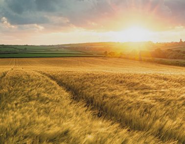 North Norfolk Barley Field