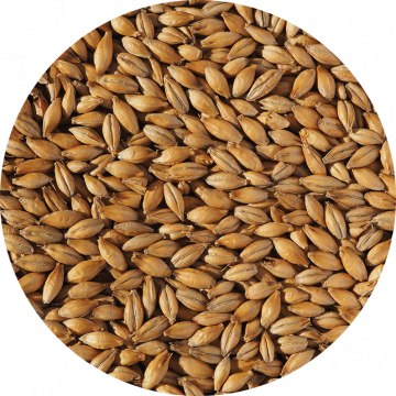 Scottish Pale Ale Malt