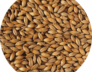 Scottish Pale Ale Malt