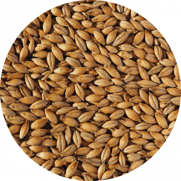 Scottish Pale Ale Malt