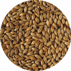 Cara Gold Malt | Crisp Malt