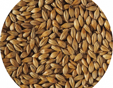 Cara Gold Malt | Crisp Malt