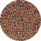 Chocolate (coffee) Malt