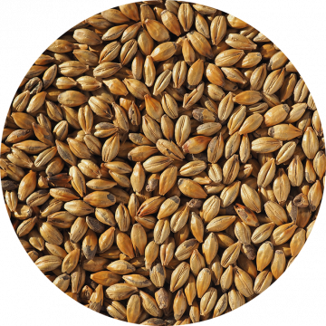 Amber Malt