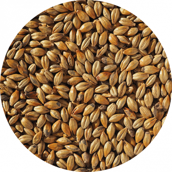 Amber Malt