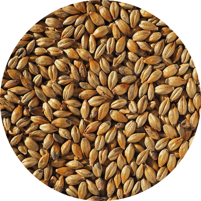 Amber Malt or Biscuit Malt grains