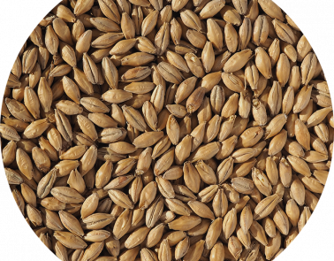 Clear Choice Extra Pale Malt