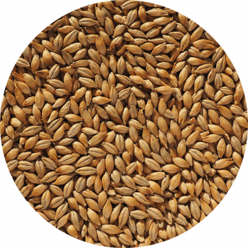 Finest Maris Otter Ale Malt grains