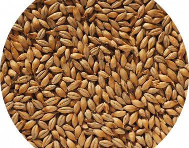 Finest Maris Otter Ale Malt grains