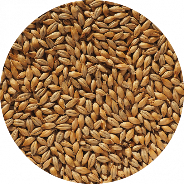 Finest Maris Otter Ale Malt grains