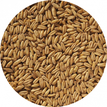 Naked Oat Malt