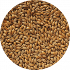 No.19 Floor Malt maris Otter