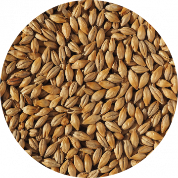 Dextrin Malt