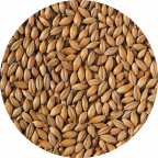 Lager Malt, formerly Europils | British grains brewed at Crisp Malt