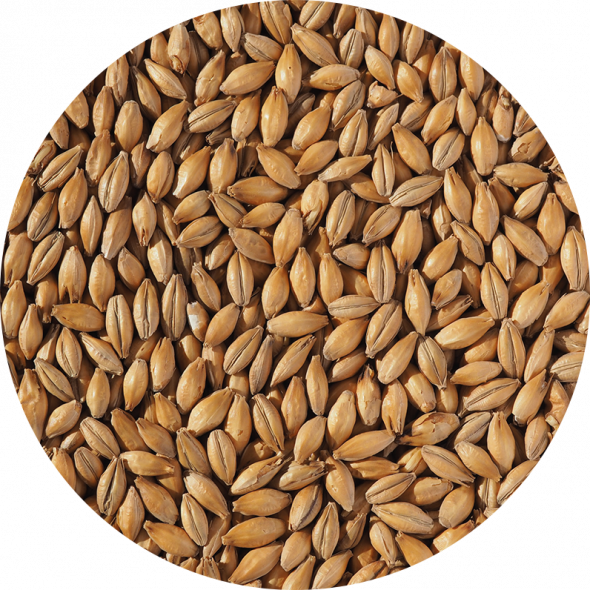 Lager Malt, formerly Europils | British grains brewed at Crisp Malt