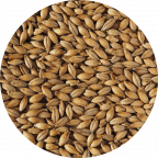 Extra Pale malt