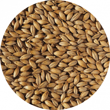 Extra Pale malt