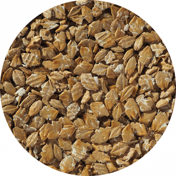 A close up of our Flaked Torrefied Barley - toasted barley flakes for brewing
