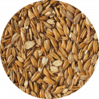 Flaked Torrefied Oats | Oats in brewing
