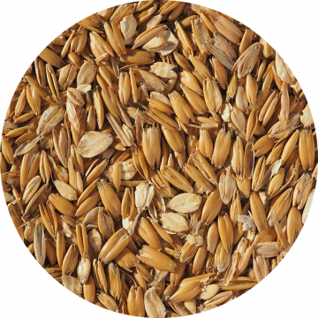 Flaked Torrefied Oats | Oats in brewing