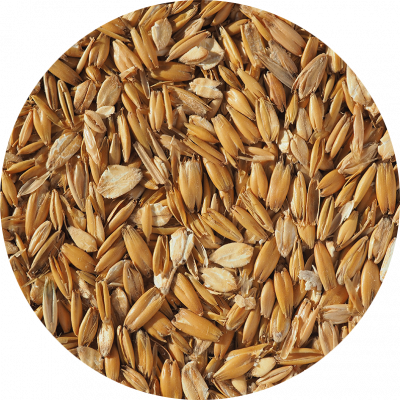 Flaked Torrefied Oats | Oats in brewing