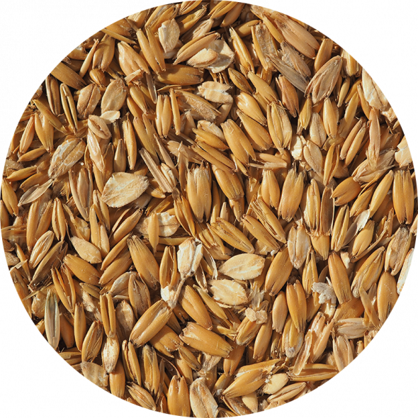 Flaked Torrefied Oats | Oats in brewing