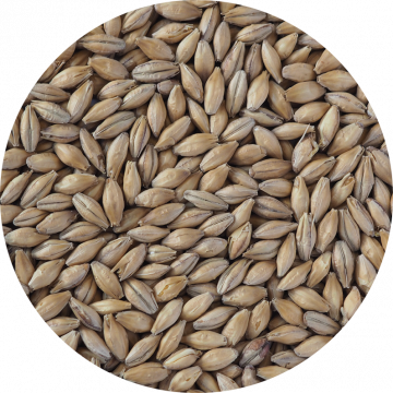 High Diastatic Power (HDP) Malt