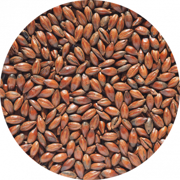 Low Colour Chocolate Malt