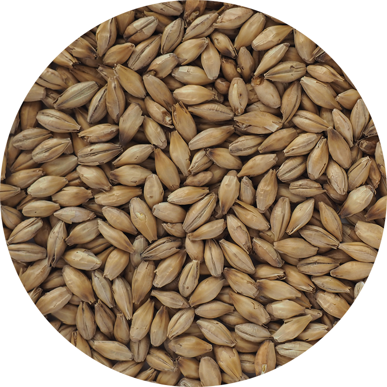 Peated Pot Still Malt grains, a Distilling Malt