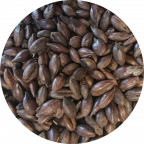 Roasted Barley malt grains.