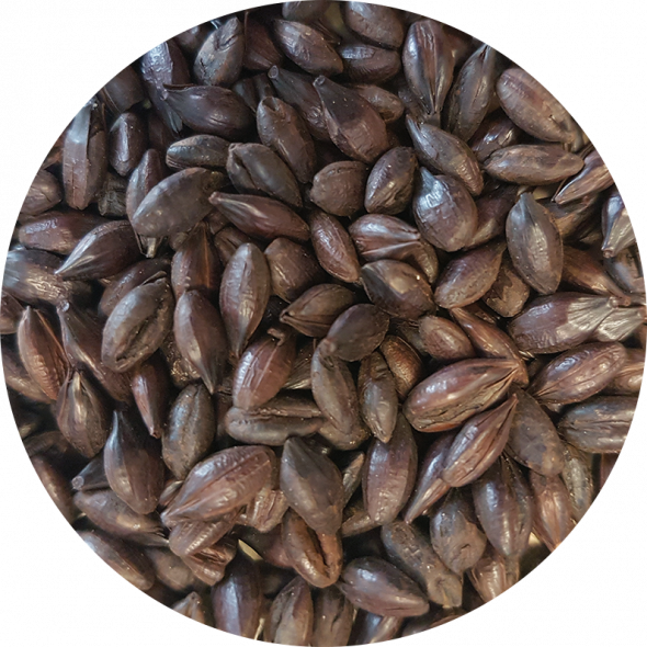 Roasted Barley malt grains.