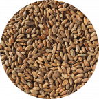 Rye Malt