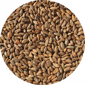 Rye Malt