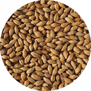 Haná Vienna Brewing Malt | Grains Product Image