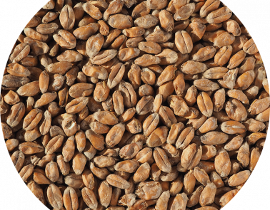 Wheat Malt