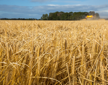 Harvesting Scottish Barley