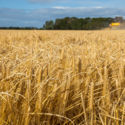 Harvesting Scottish Barley