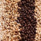 Different Malt Varieties | All About Milling Webinar