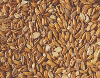 Close up of Crisp Malt Naked Oats for brewing