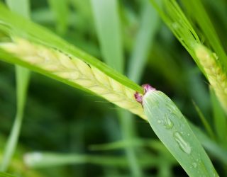 Malting Barley in Norfolk late May 2020