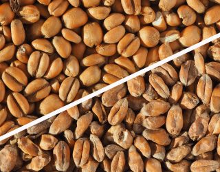 Torrefied Wheat versus Malted Wheat