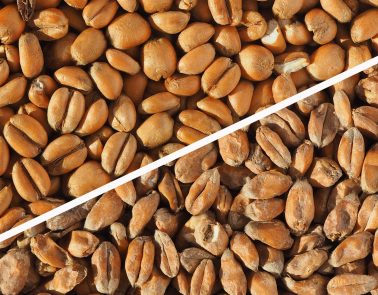 Torrefied Wheat versus Malted Wheat