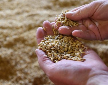 Germinating malt at Crisp Malt
