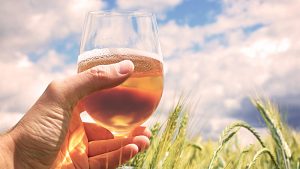 Glass of wheat beer in barley field in Norfolk, England