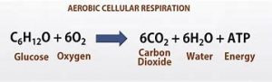 Aerobic Cellular Respiration Equation | Beer Fermentation 