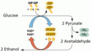 Beer Fermentation | Primary Fermentation Diagram