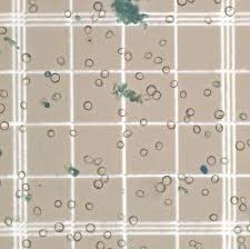 Cell Count During Beer Fermentation