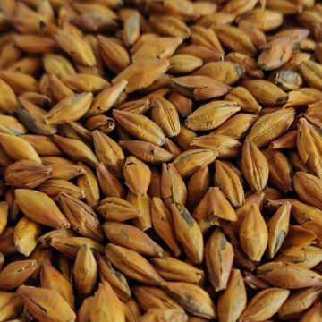 Crisp Malt | Small Batch Series | Smooth Chocolate Malt