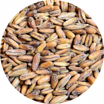 Malt-Single_TOASTED-MALTED-OATS-796-x-796